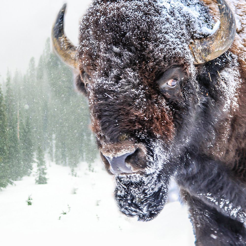 Strong Snow Bison