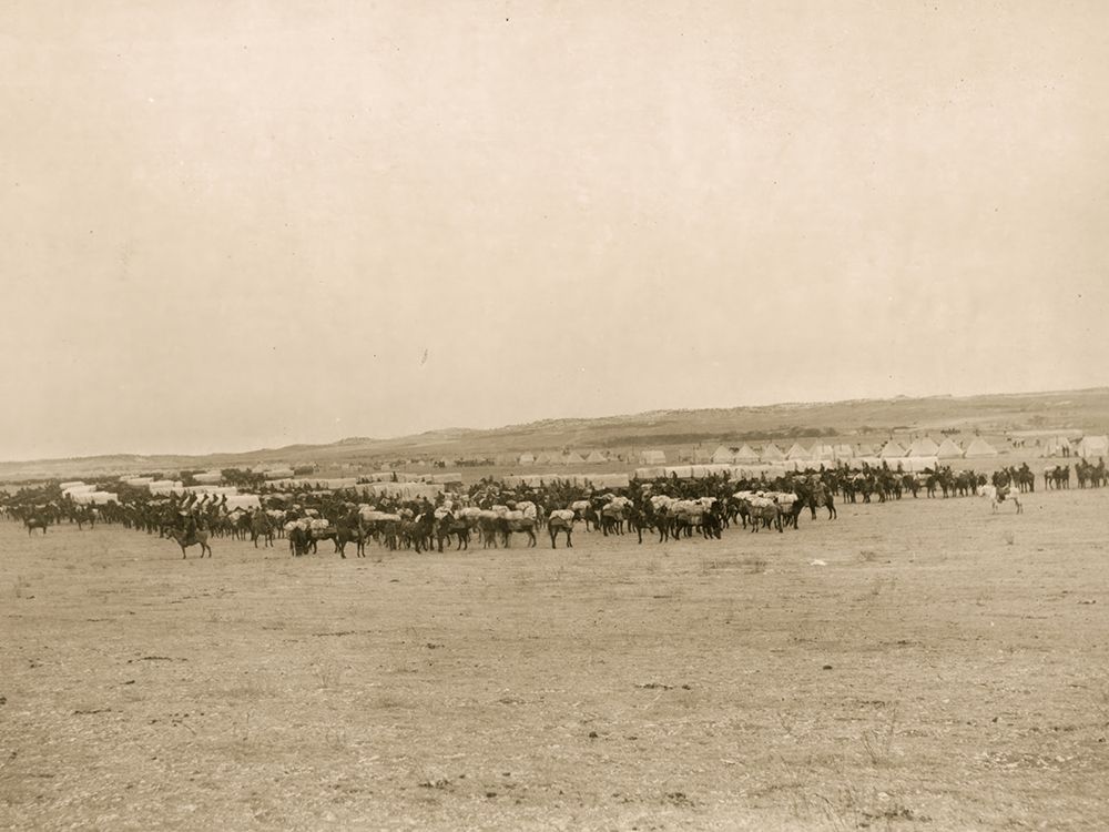 Wagons &amp; Pack Mules