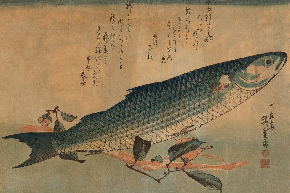 Striped mullet, 1834