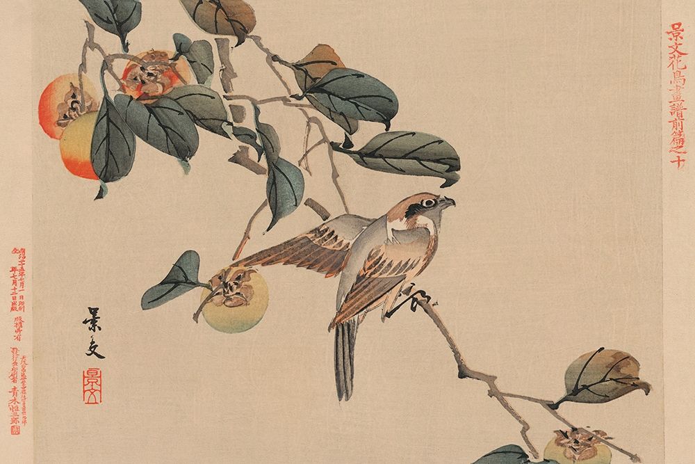 Bird perched on a branch from a fruit persimmon tree., 1892