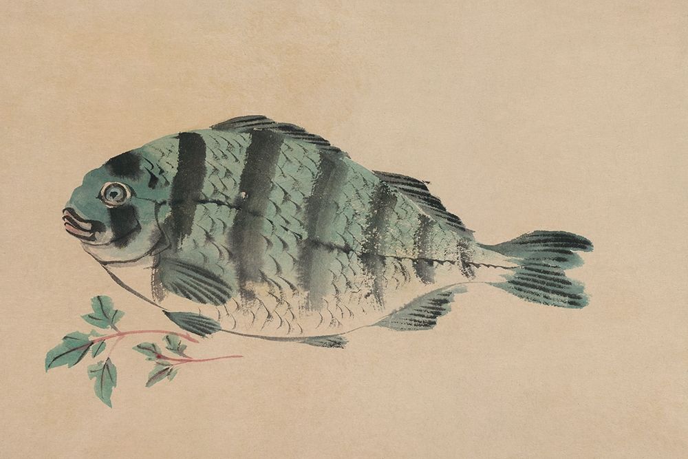 Striped Bass