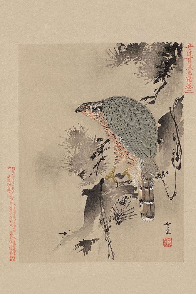 Hawk