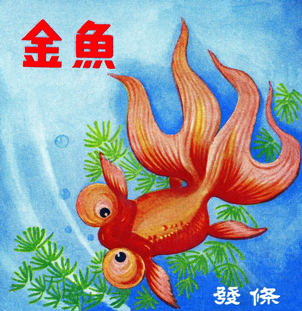 Fancy Bubble Eye Goldfish