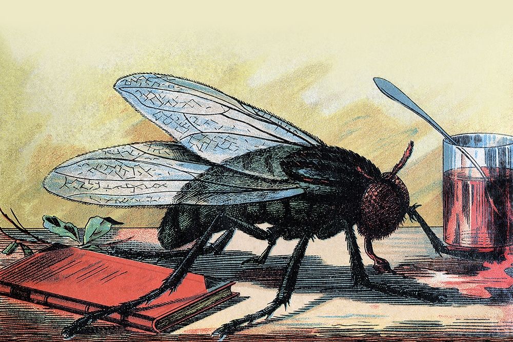 Fly