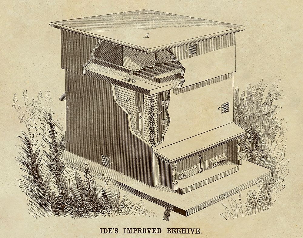 Ides Improved Beehive