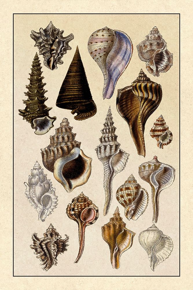 Shells: Trachelipoda #4