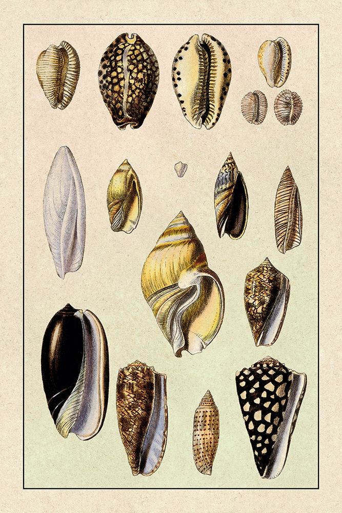 Shells: Convoltae and Orthocerata
