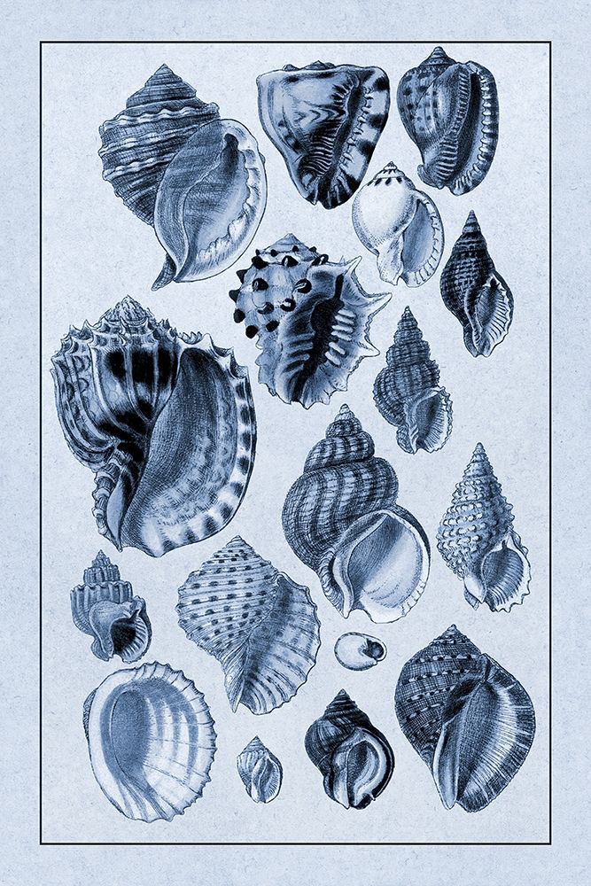 Shells: Purpurifera (Blue)