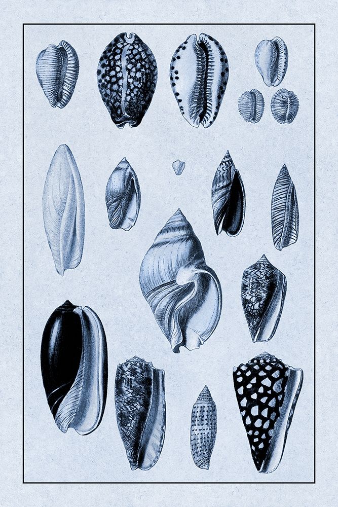 Shells: Convoltae and Orthocerata (Blue)