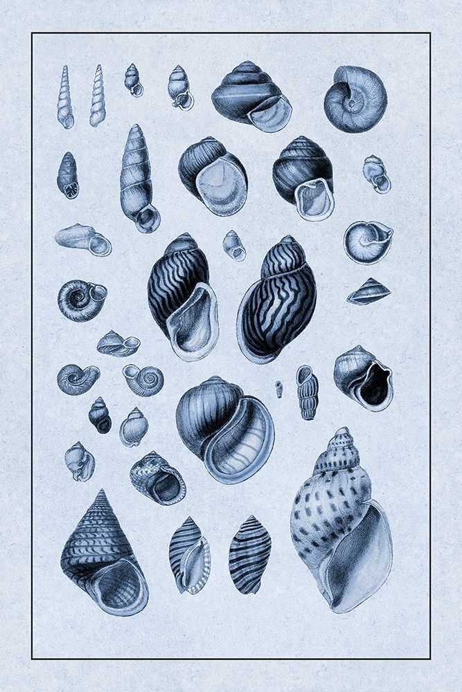 Shells: Sessile Cirripedes #2 (Blue)