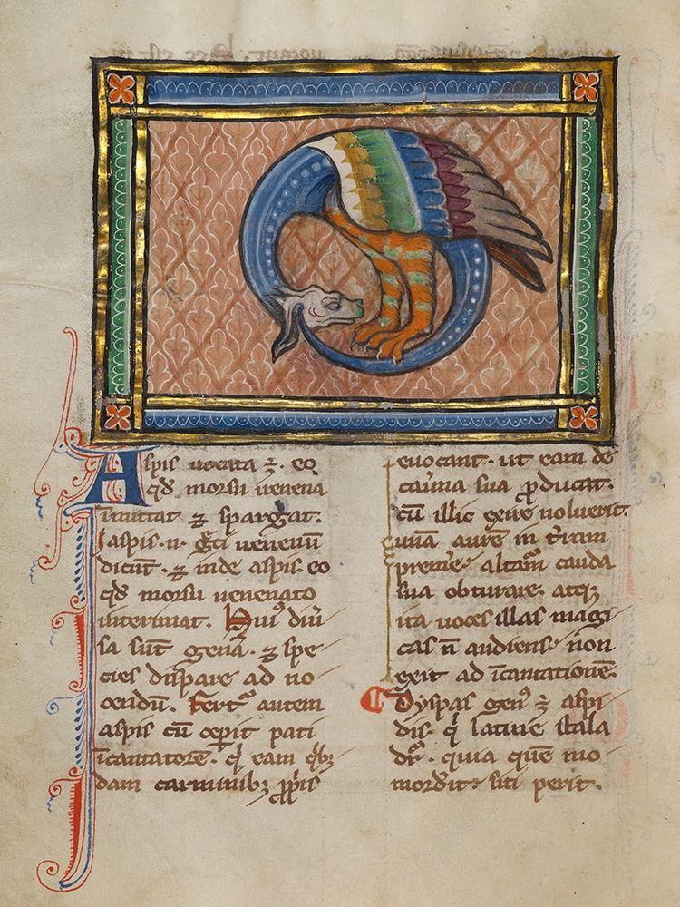 A Dragon-like Snake