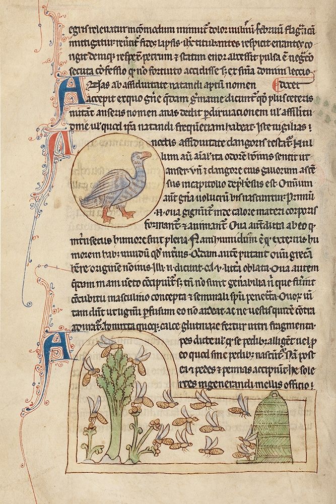A Duck; Bees