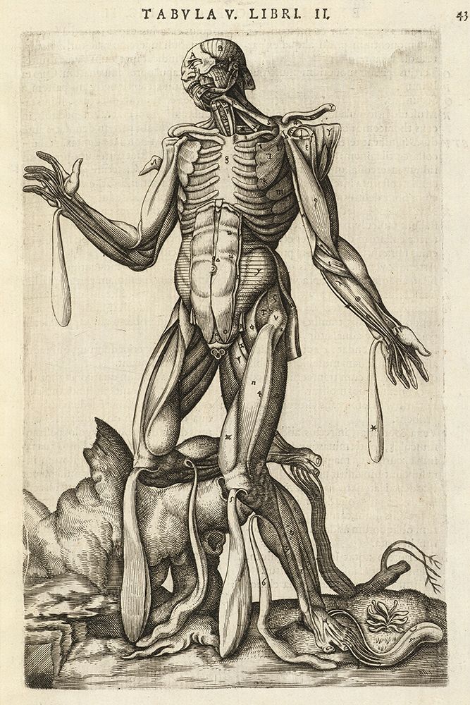 Male figure with muscles and skeleton