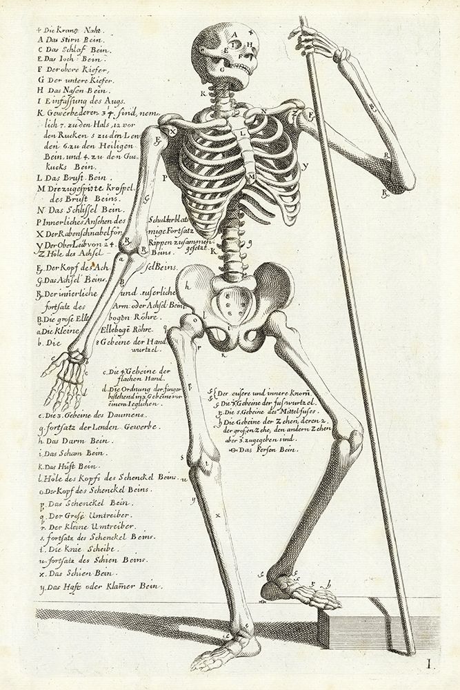 Anatomical diagram showing human skeleton, front view, with legends