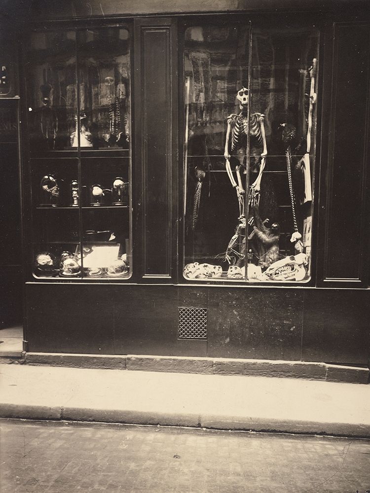 Zoologists Shop