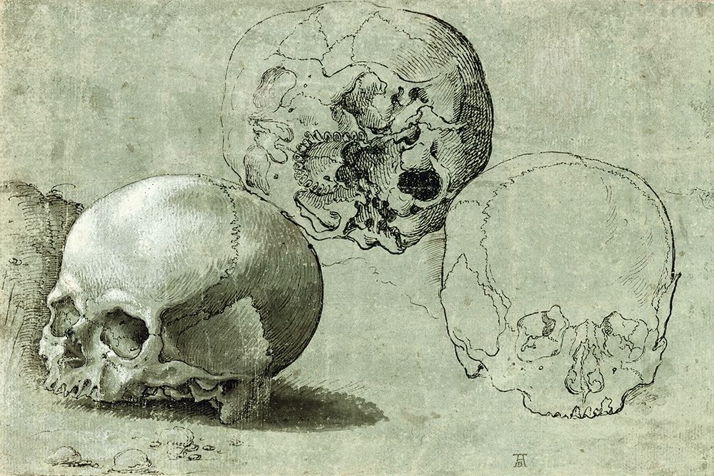 Study of Three Skulls