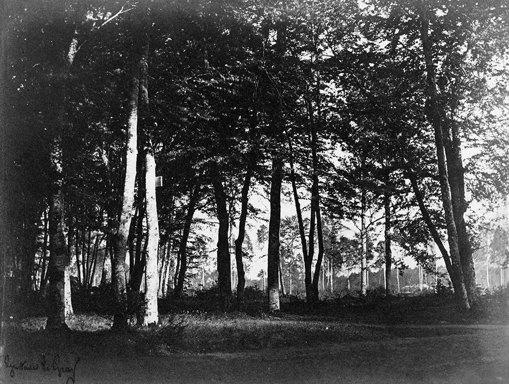 Fontainebleau, 1849 - Study of Trees and Pathways