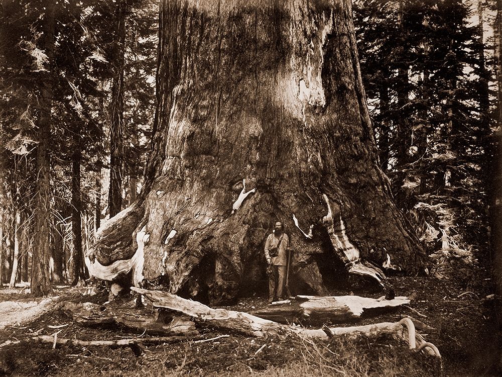 The Grizzly Giant - 33 feet diameter - with Galen Clark, MariVintagea Grove, Yosemite, California,