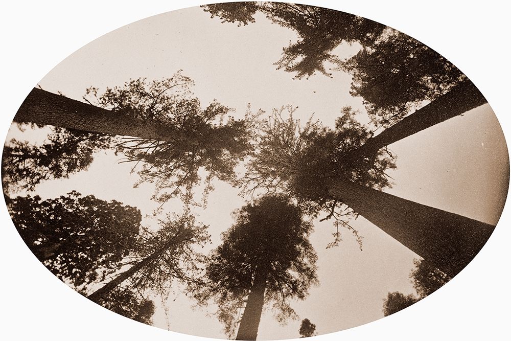 Among The Tree Tops Calaveras Grove