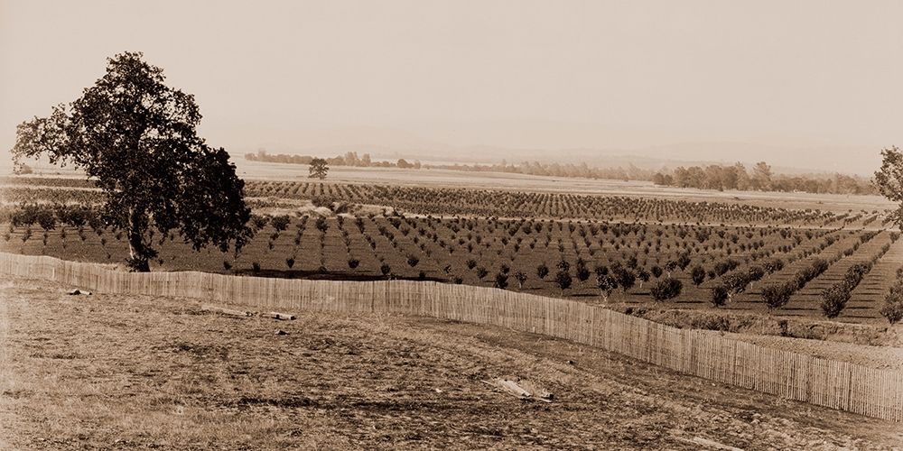 Young Orchard, Palermo, Butte County, California, 1888-1891