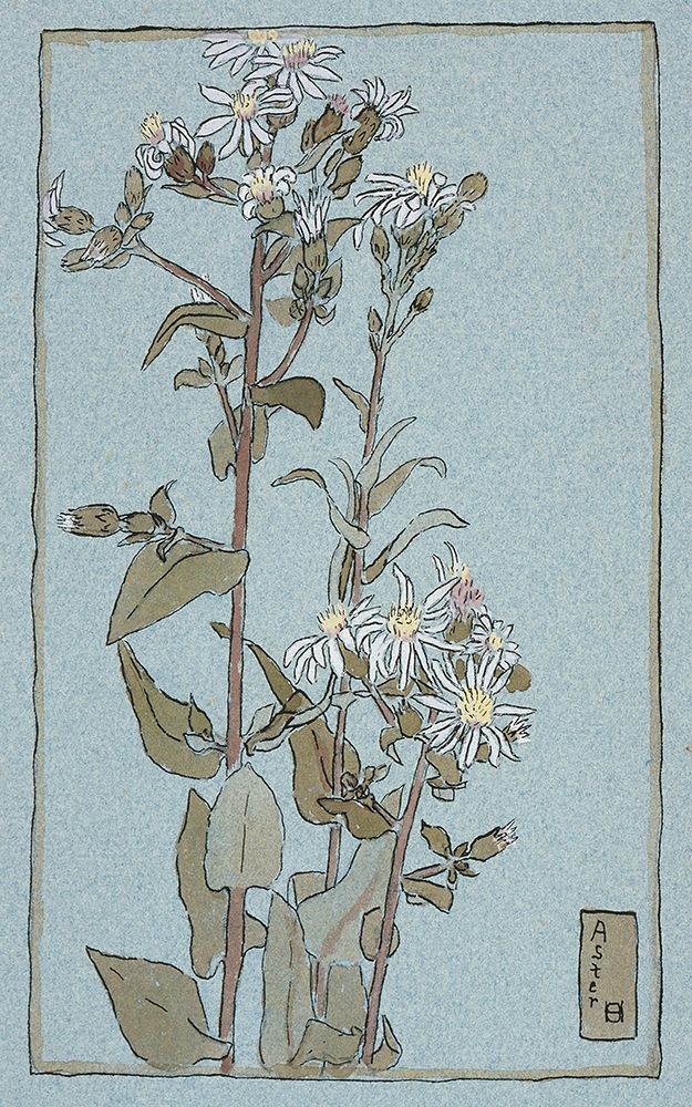 Aster on Green Ground