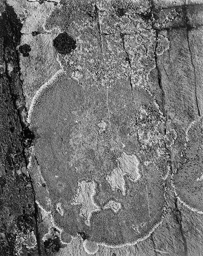 Lichons, Glacier National Park, Montana - National Parks and Monuments, 1941