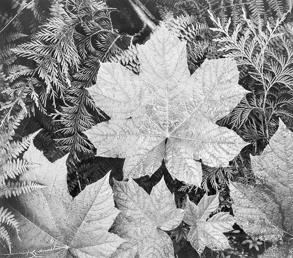 Leaves, Glacier National Park, Montana - National Parks and Monuments, 1941