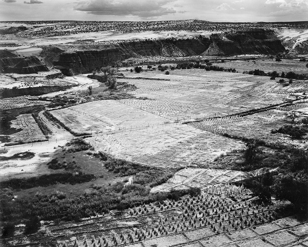 Corn Field, Indian Farm near Tuba City, Arizona, in Rain, 1941