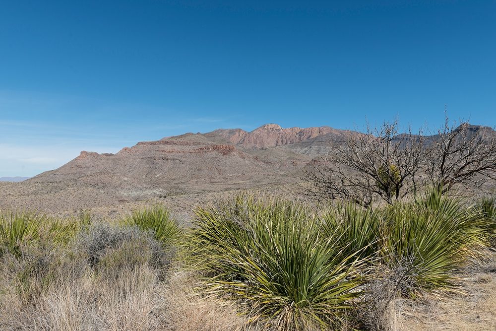 Scenery in Big Bend National Park, TX