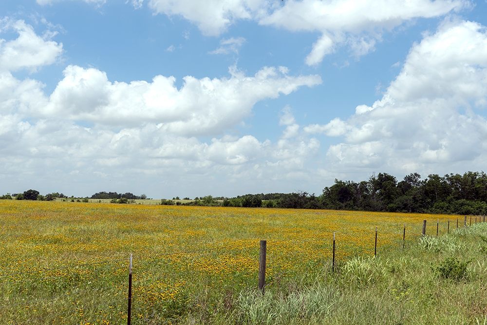 A field of wildflowers near Chappel Hill in Austin County, TX, 2014