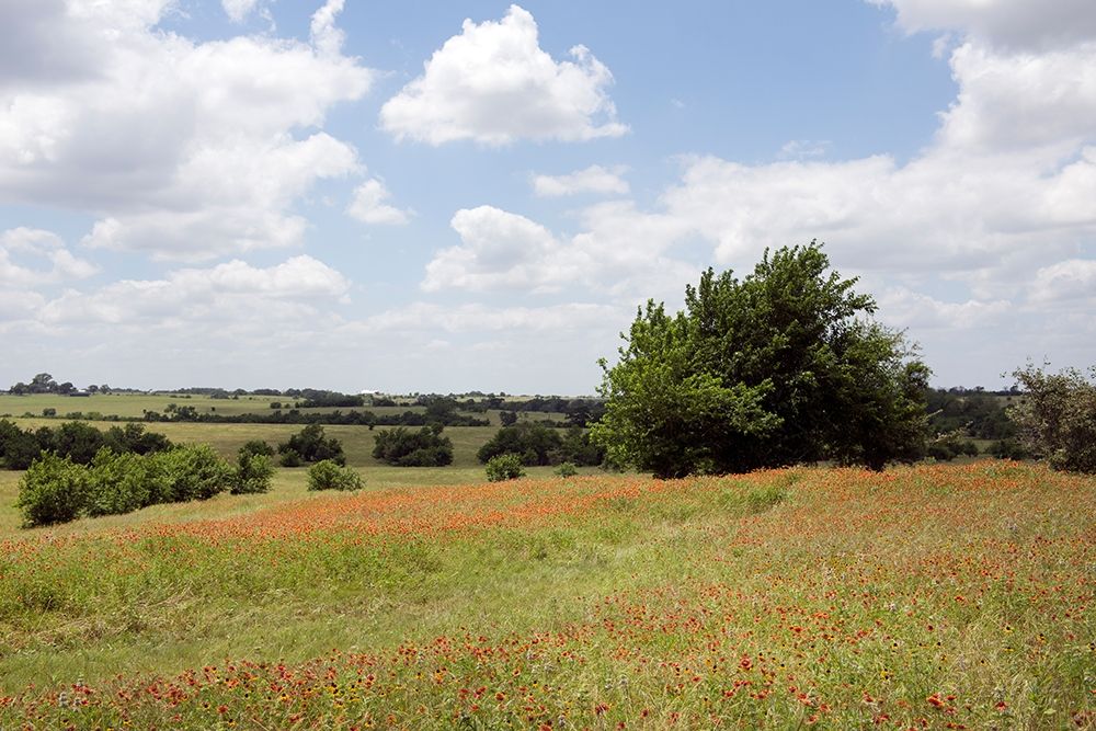A field of wildflowers near Chappel Hill in Austin County, TX, 2014