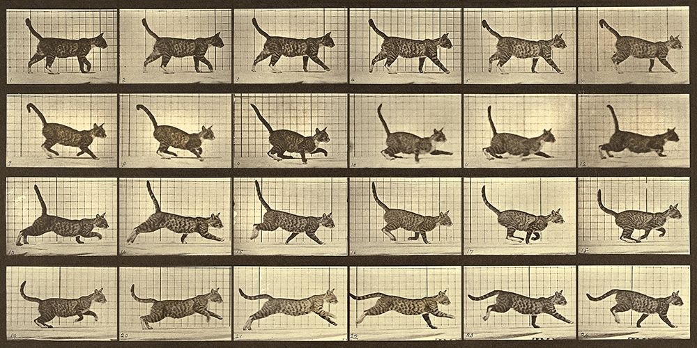 Motion Study: Running Cat