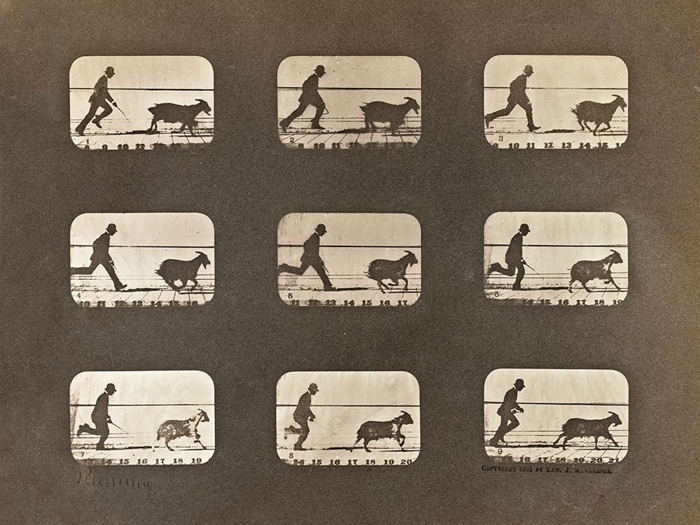 Motion Study: Man Chasing A Goat