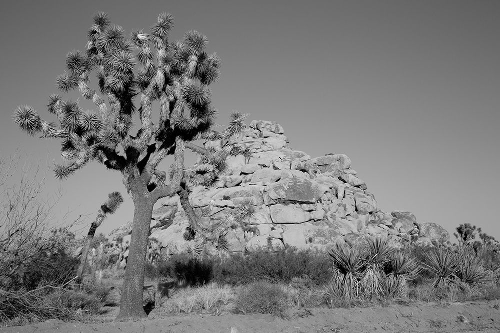 Joshua Tree National Park California