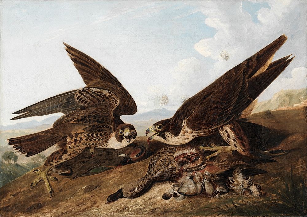 Peregrine Falcons