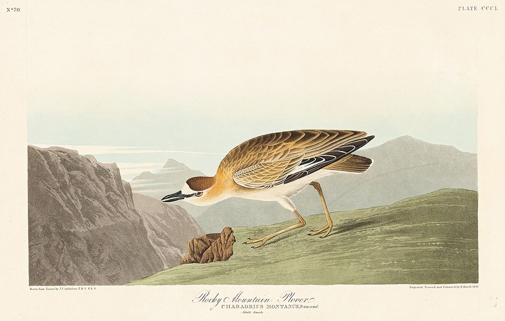 Rocky Mountain Plover