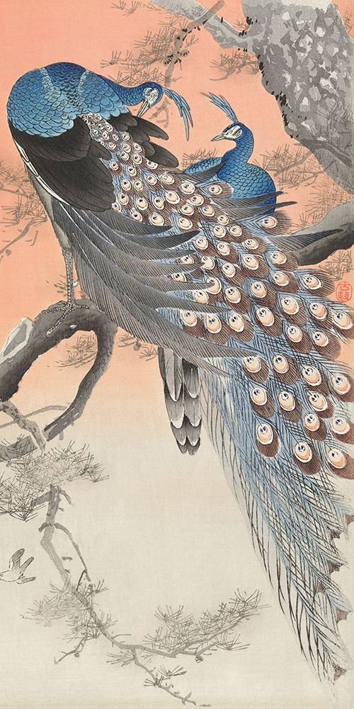 Two peacocks on tree branch