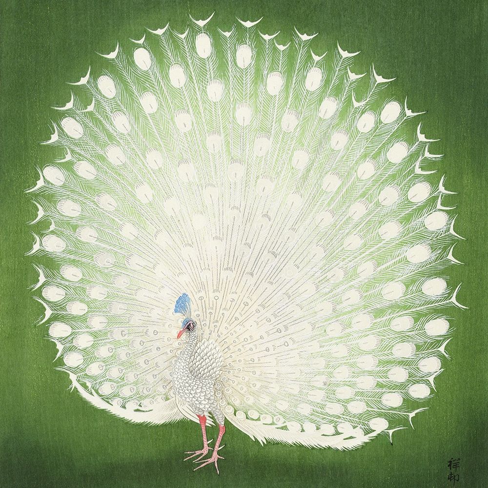 PeacockÂ
