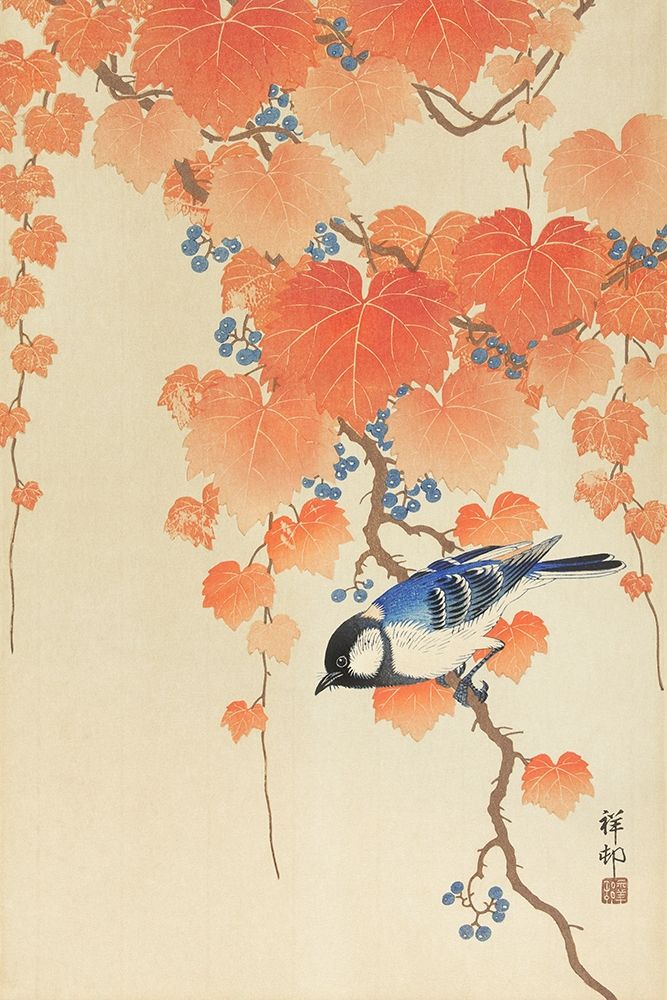 Great tit on paulownia branch