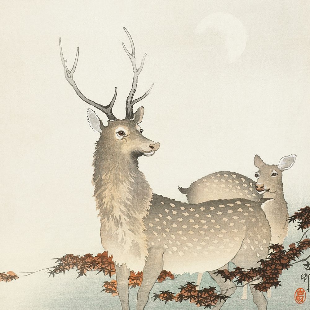 Couple of deers
