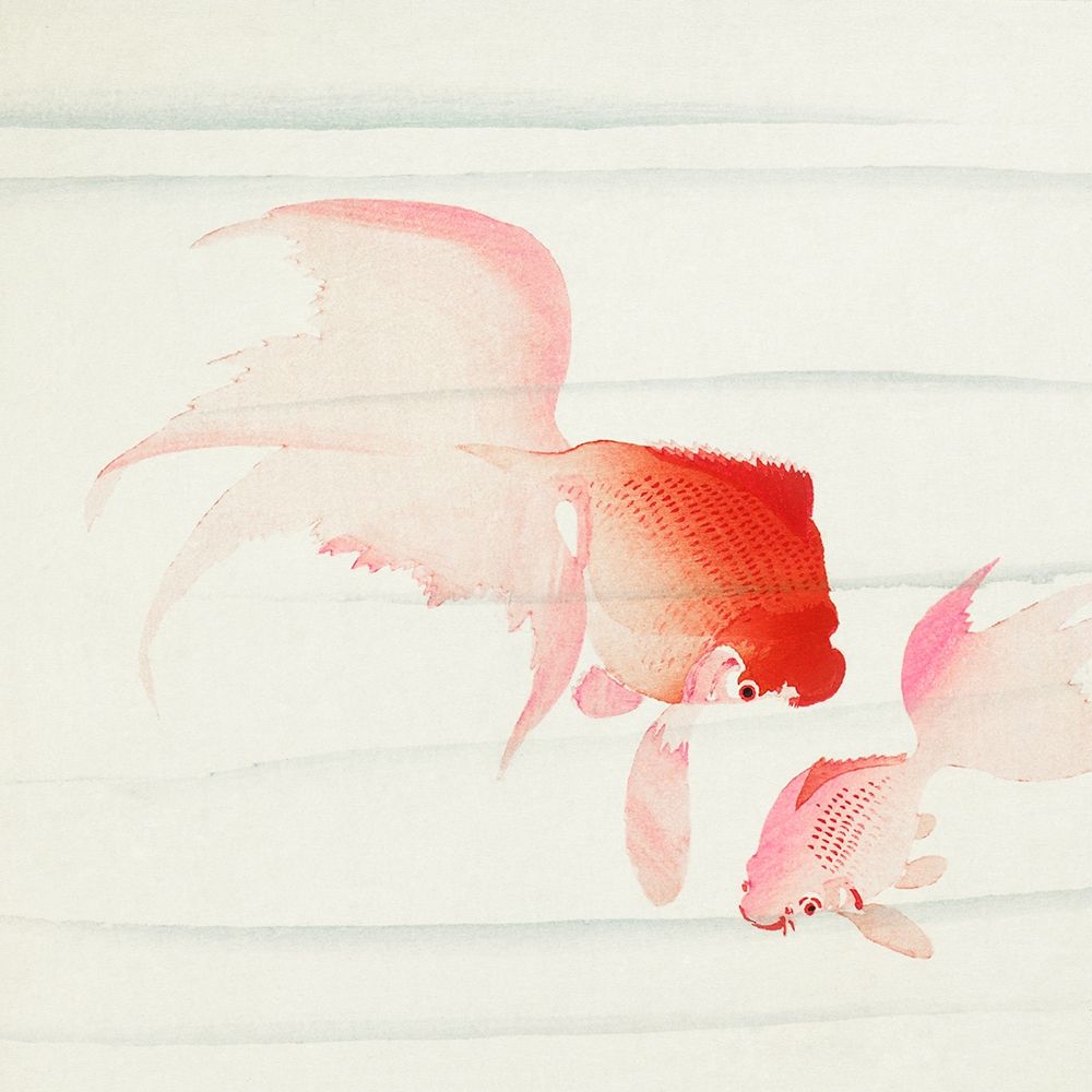 Gold fish