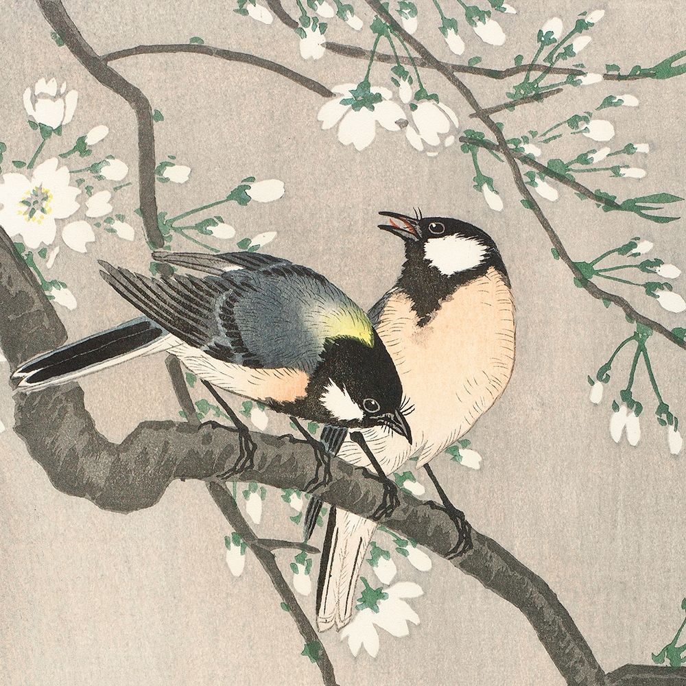 Tits on Cherry Branch