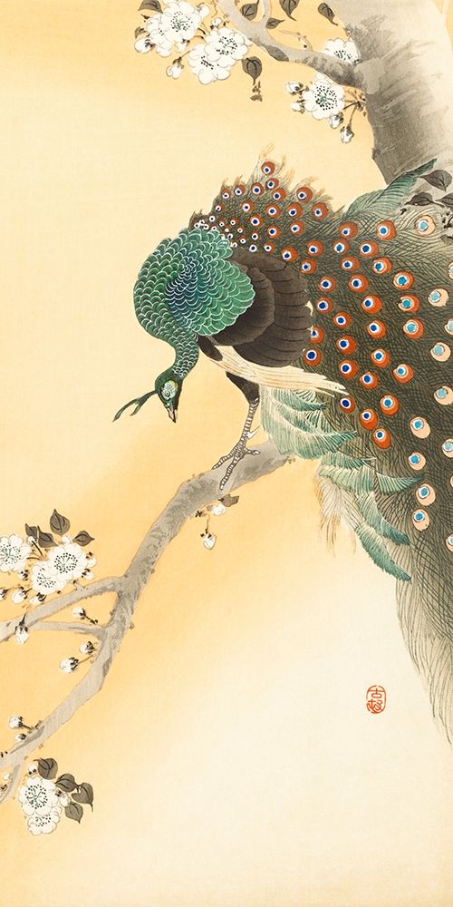 Peacock on a cherry blossom tree