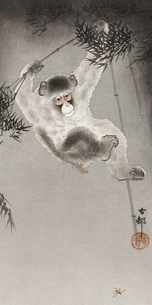 Monkey, hanging from bamboo branch