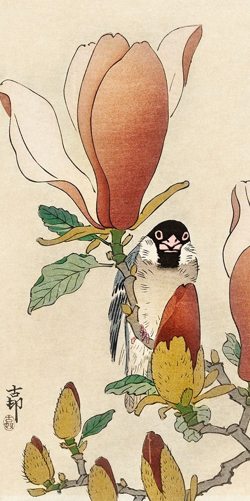 Sparrow on blooming magnolia branch