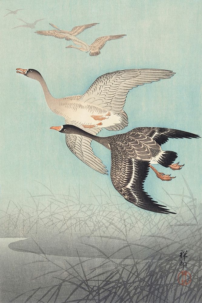 Great geese in flight
