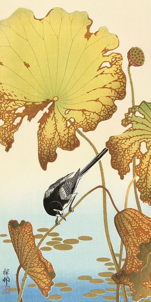 Japanese wagtail on lotus plant