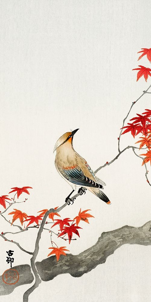 Japanese plague bird on maple