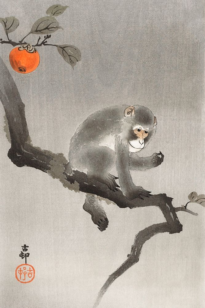 Monkey in cockatoo