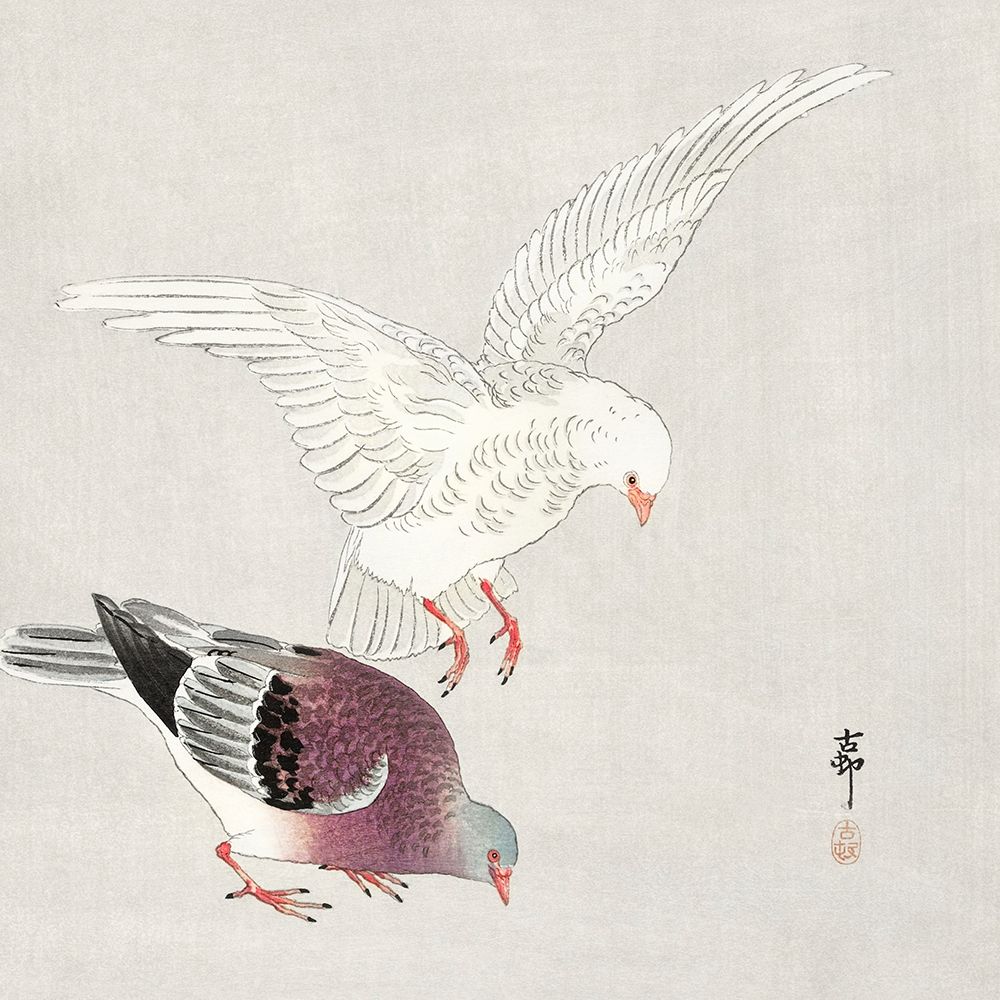 Two pigeons